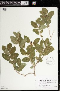 Lonicera x bella image