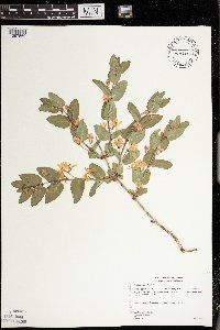 Lonicera x bella image