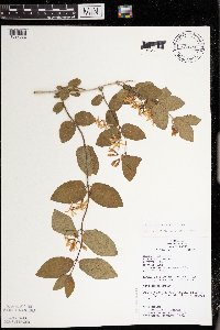 Lonicera x bella image