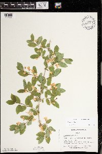 Lonicera x bella image