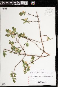 Lonicera caerulea image