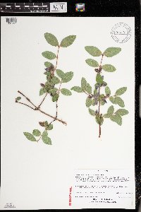 Lonicera caerulea var. edulis image