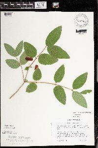 Lonicera canadensis image