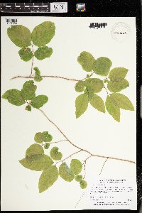 Lonicera canadensis image