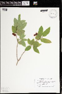 Lonicera canadensis image