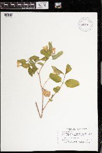 Lonicera canadensis image
