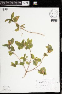 Lonicera canadensis image