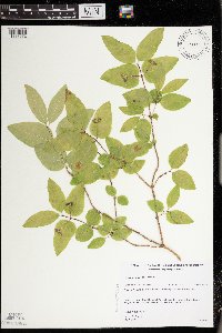 Lonicera canadensis image