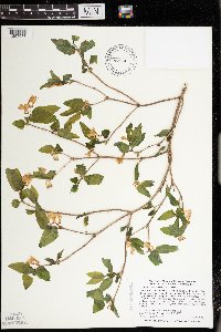Lonicera canadensis image