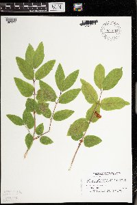 Lonicera canadensis image
