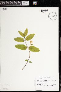 Lonicera canadensis image