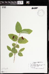 Lonicera canadensis image
