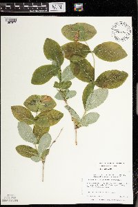 Lonicera dioica image