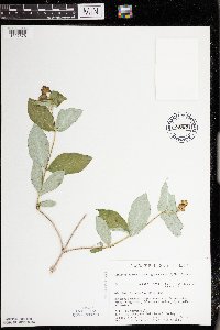 Lonicera dioica image