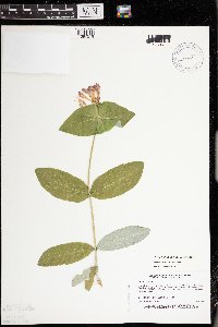 Lonicera dioica image