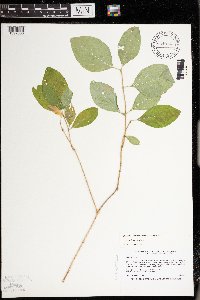 Lonicera dioica image