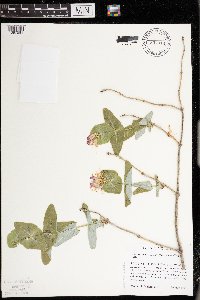 Lonicera dioica image