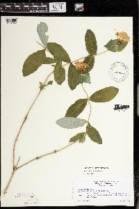 Lonicera dioica image