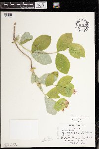Lonicera dioica image
