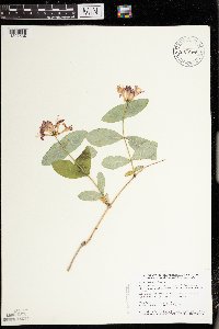 Lonicera dioica image