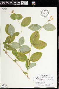 Lonicera dioica image