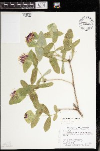 Lonicera dioica image
