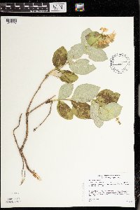 Lonicera hirsuta image