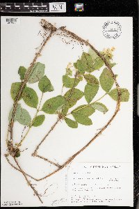 Lonicera hirsuta image