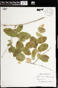 Lonicera hirsuta image