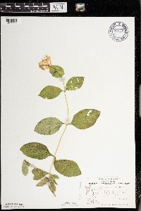 Lonicera hirsuta image