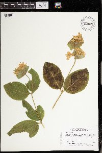 Lonicera hirsuta image