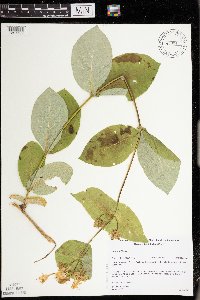 Lonicera hirsuta image