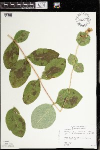 Lonicera hirsuta image