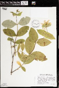 Lonicera hirsuta image