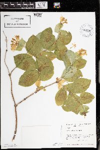 Lonicera hirsuta image