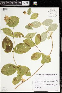 Lonicera hirsuta image