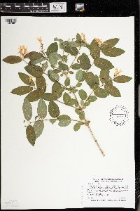 Lonicera morrowii image