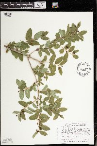 Lonicera morrowii image