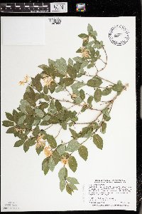 Lonicera morrowii image