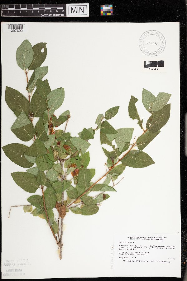 Lonicera morrowii image