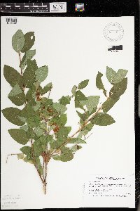 Image Associated With the Occurrence