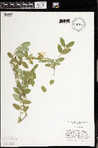 Lonicera morrowii image