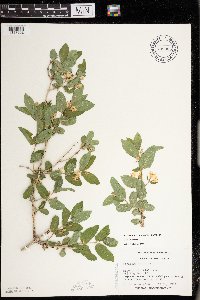 Lonicera morrowii image