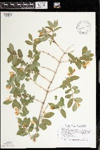 Lonicera morrowii image