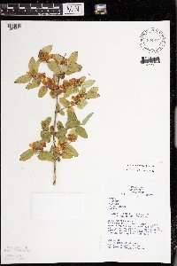 Lonicera morrowii image