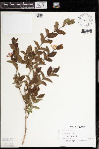 Lonicera morrowii image
