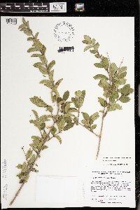 Lonicera morrowii image