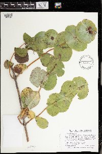 Lonicera reticulata image