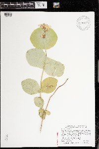 Lonicera reticulata image