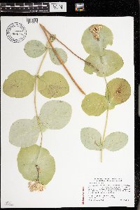 Lonicera reticulata image